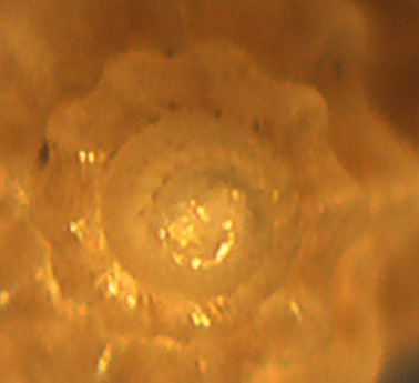 Mangelia stosiciana?